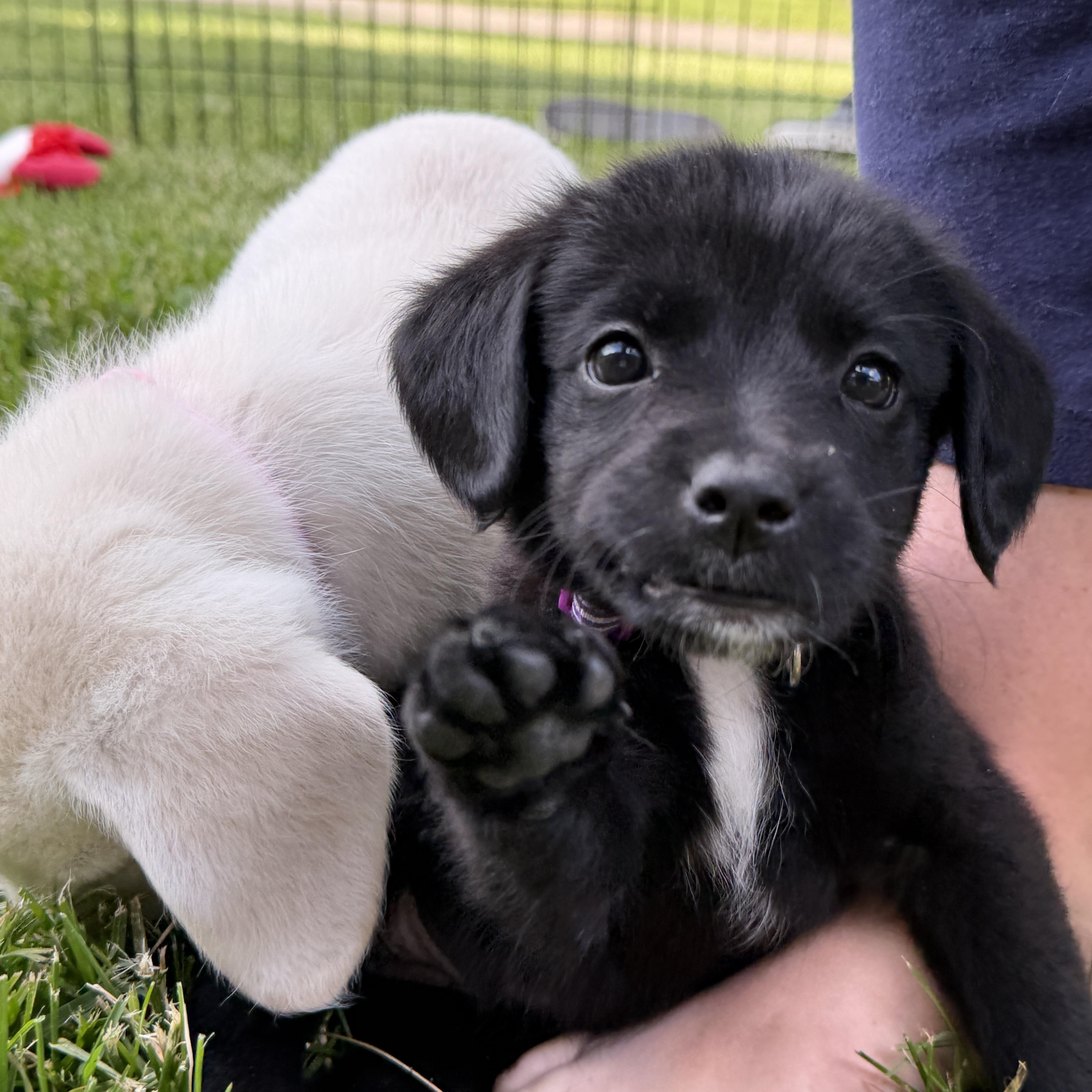 Pepper thumbnail 6