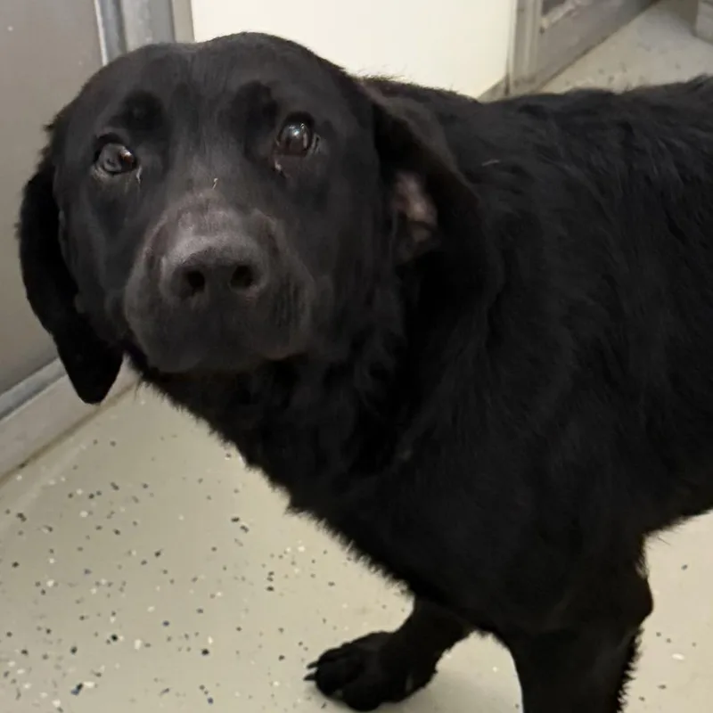 An adult medium-sized male Black Labrador Retriever dog named Dante for adoption in Marion, VA