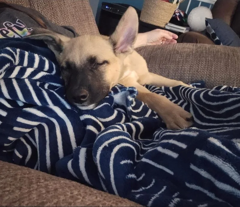 Levi
