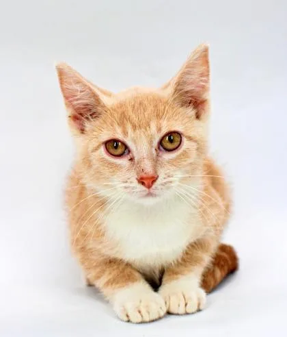 A baby small-sized female Domestic Short Hair cat named Creamsicle for adoption in Morton Grove, IL