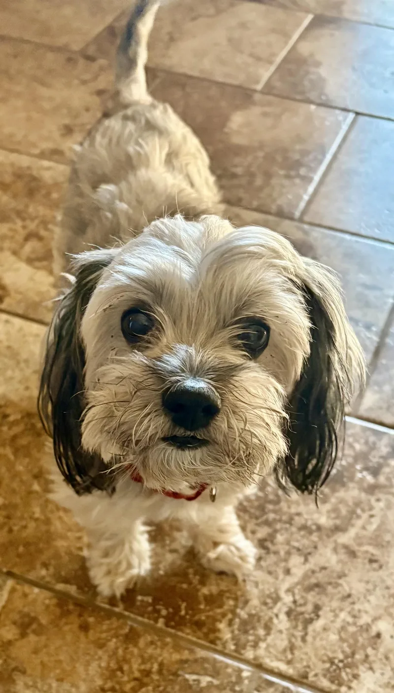 An adult small-sized female Lhasa Apso dog named Camie for adoption in Coppell, TX