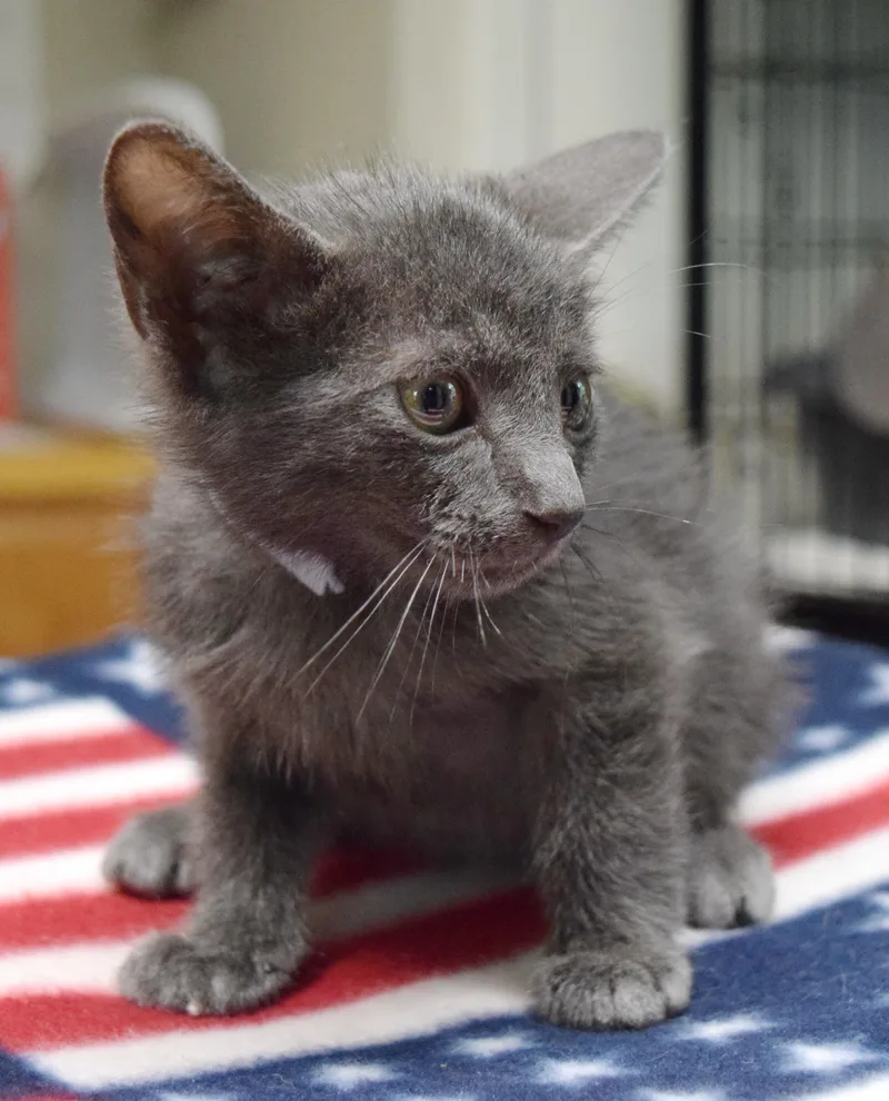 A baby medium-sized male Gray / Blue / Silver Russian Blue cat named Hawthorn for adoption in Bulverde, TX