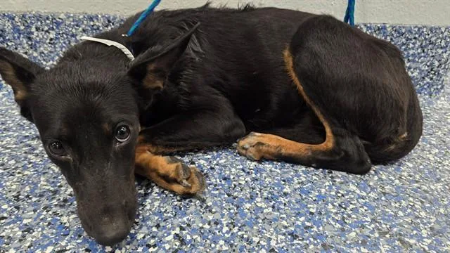 A young medium-sized female Shepherd dog named A for adoption in Thousand Palms, CA