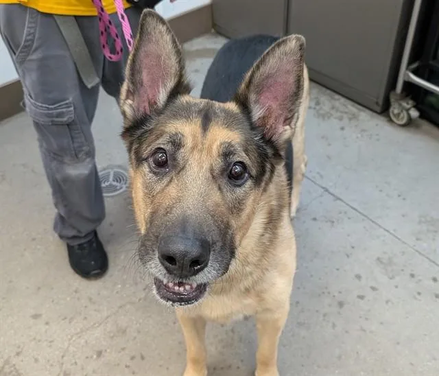 An adult large-sized male German Shepherd Dog dog named Floops for adoption in Tucson, AZ