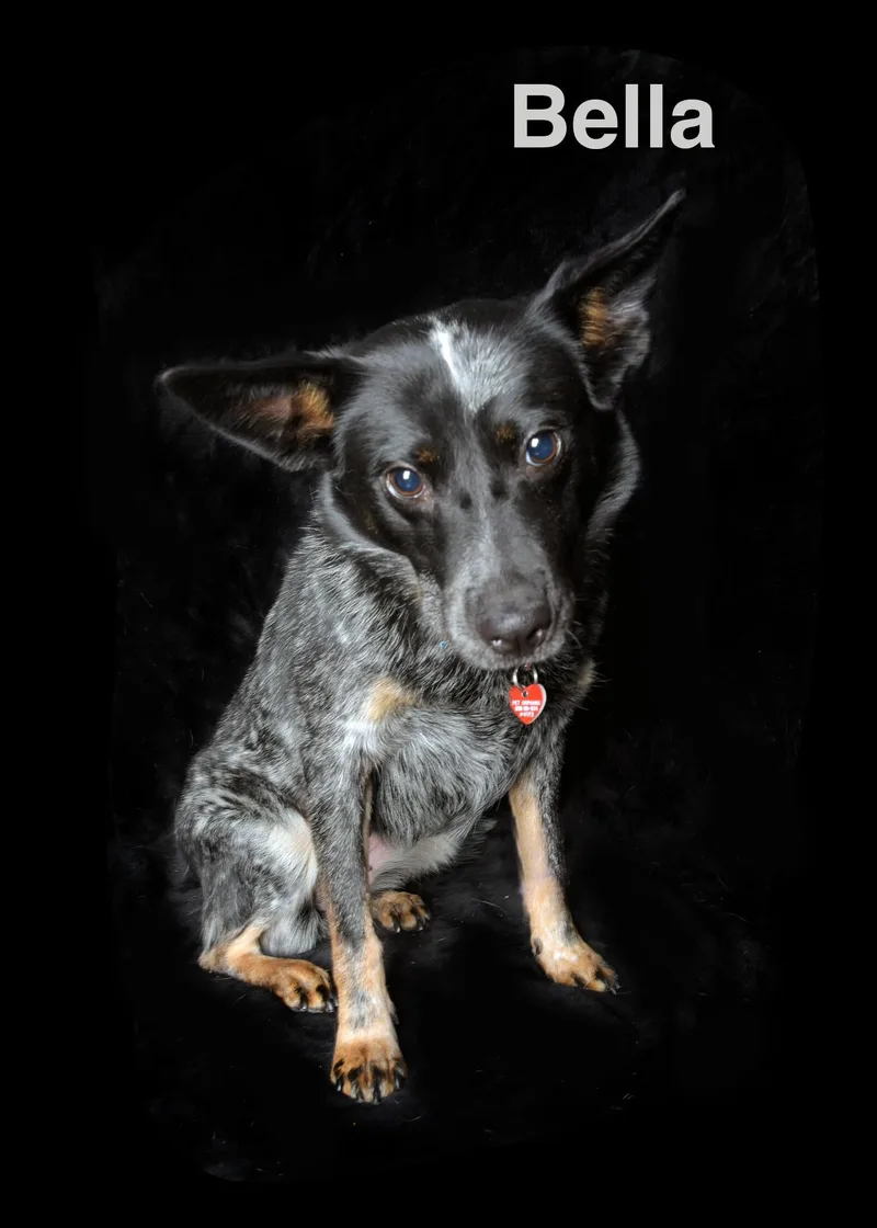 An adult medium-sized female Merle (Blue) Australian Cattle Dog / Blue Heeler dog named Bella for adoption in Van Nuys, CA