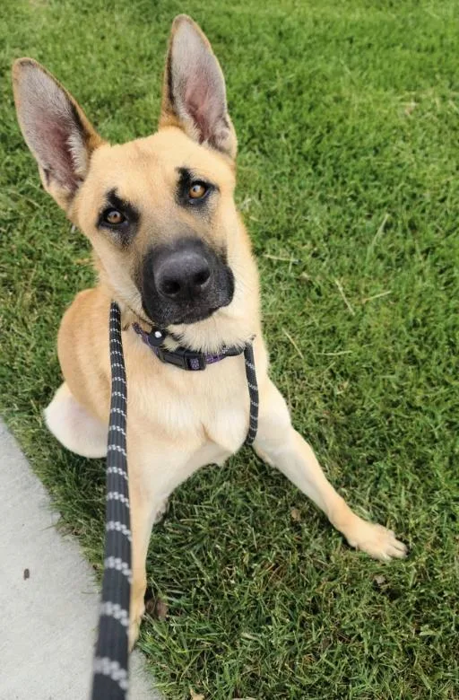 A young medium-sized male Apricot / Beige German Shepherd Dog dog named Tambourine for adoption in Davis, CA