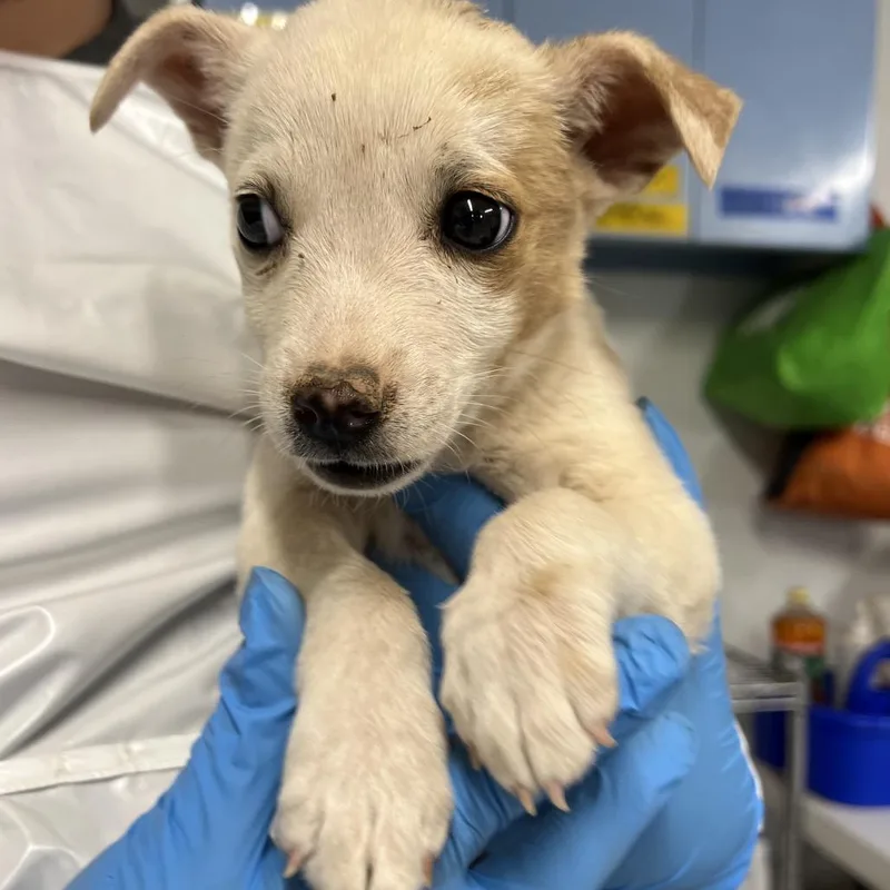 A baby small-sized female White / Cream Mixed Breed dog named Lumpia for adoption in Moab, UT