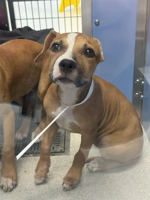A baby large-sized female Pit Bull Terrier dog named Cranberry for adoption in Mesa, AZ