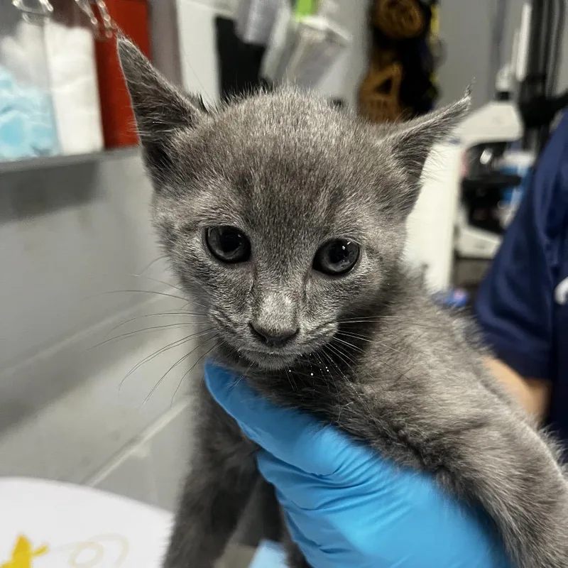 A baby small-sized male Gray / Blue / Silver Domestic Short Hair cat named Cobra for adoption in Summerville, SC