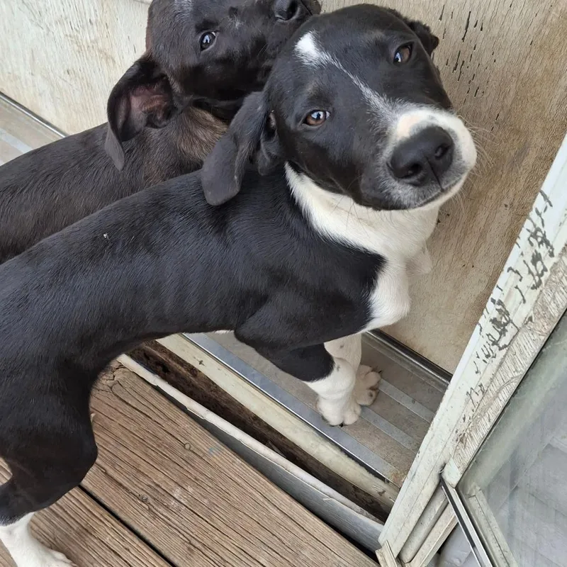 A baby small-sized male Black Beagle dog named Ross for adoption in La Grange, KY