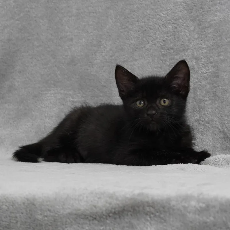 A baby small-sized male Black Domestic Short Hair cat named Jack for adoption in Sunnyvale, CA