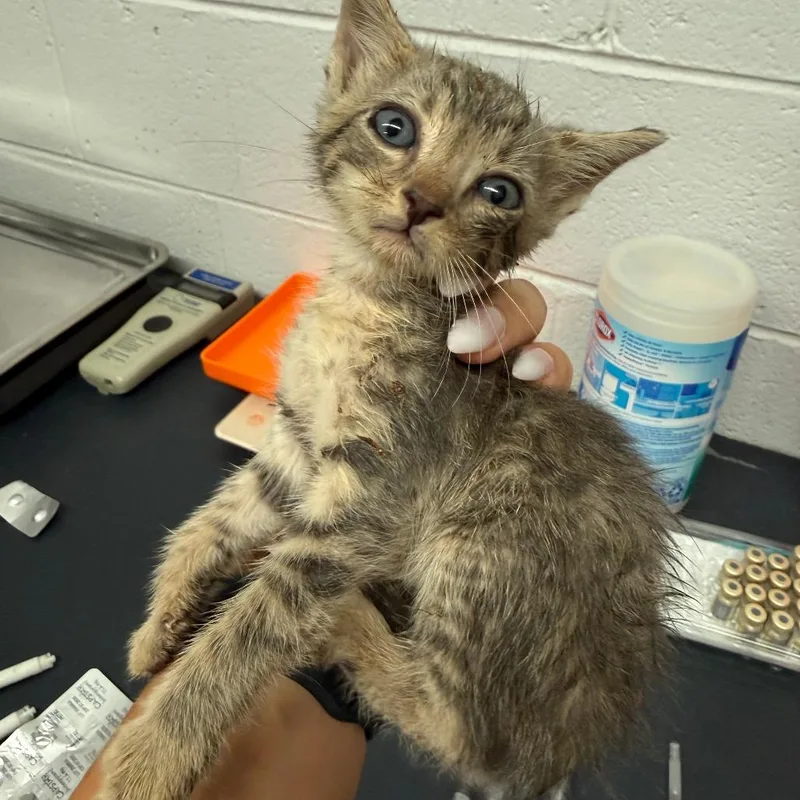 A baby small-sized male Gray / Blue / Silver Domestic Short Hair cat named Pork Chop for adoption in Evensville, TN