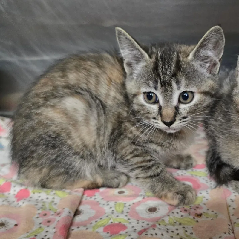 A baby small-sized female Torbie Domestic Short Hair cat named Carrie for adoption in Spokane, WA