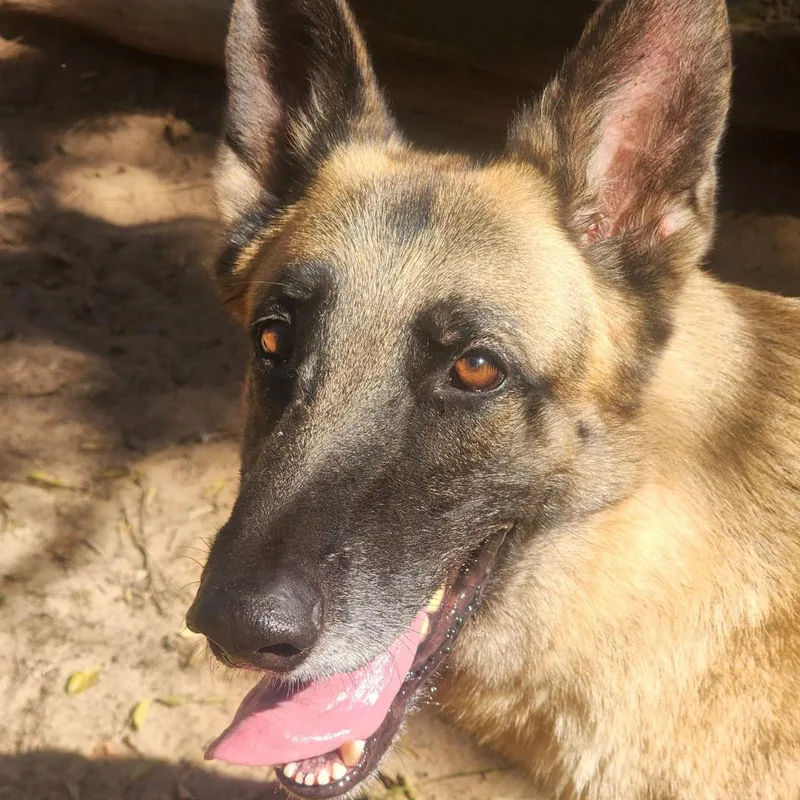 A senior large-sized male Black German Shepherd Dog dog named Aries for adoption in Lexington, SC