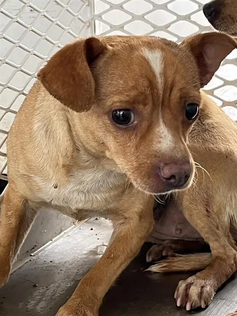 An adult small-sized female Red / Chestnut / Orange Chihuahua dog named Gingerbread Urgent for adoption in Thousand Oaks, CA