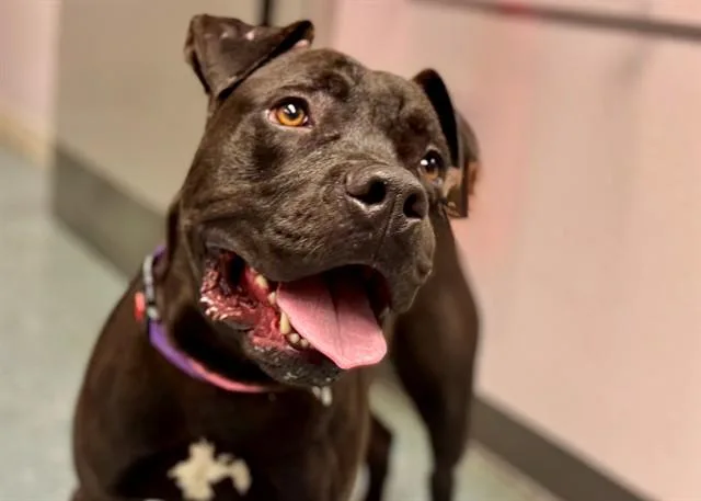 A young large-sized male Pit Bull Terrier dog named Leroy Brown for adoption in Saint Cloud, FL
