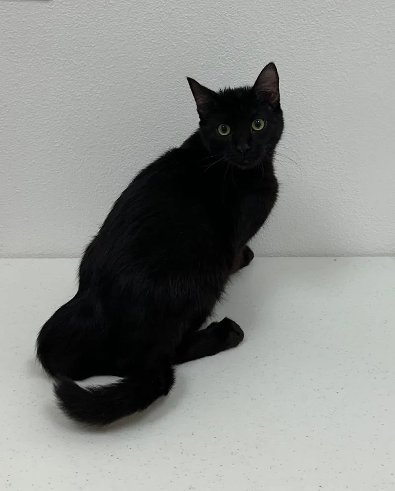 A baby small-sized male Domestic Short Hair cat named Jay for adoption in Newberg, OR