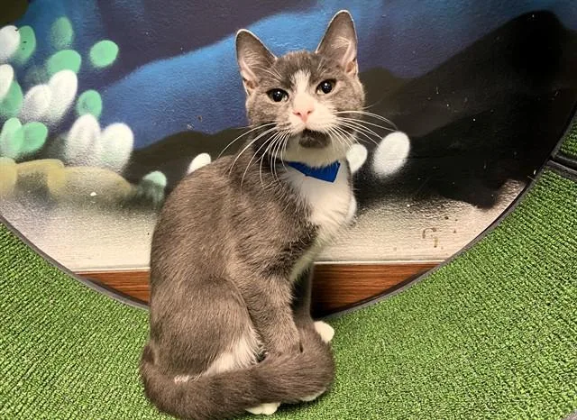 A young medium-sized male Domestic Short Hair cat named Twister for adoption in Fort Lauderdale, FL