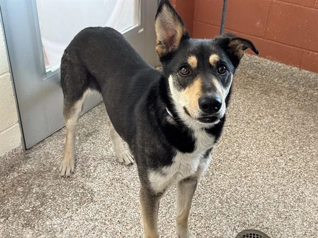 A young medium-sized female Australian Cattle Dog / Blue Heeler dog named Sadie for adoption in Colorado Springs, CO