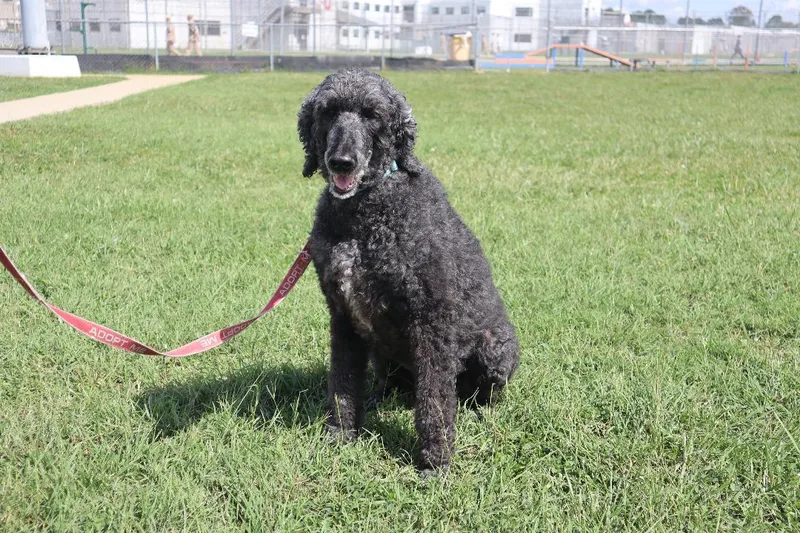 An adult medium-sized female Poodle dog named Piper for adoption in Goshen, KY
