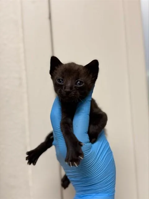 A baby small-sized female Domestic Short Hair cat named Cherry Pie for adoption in Riverside, CA