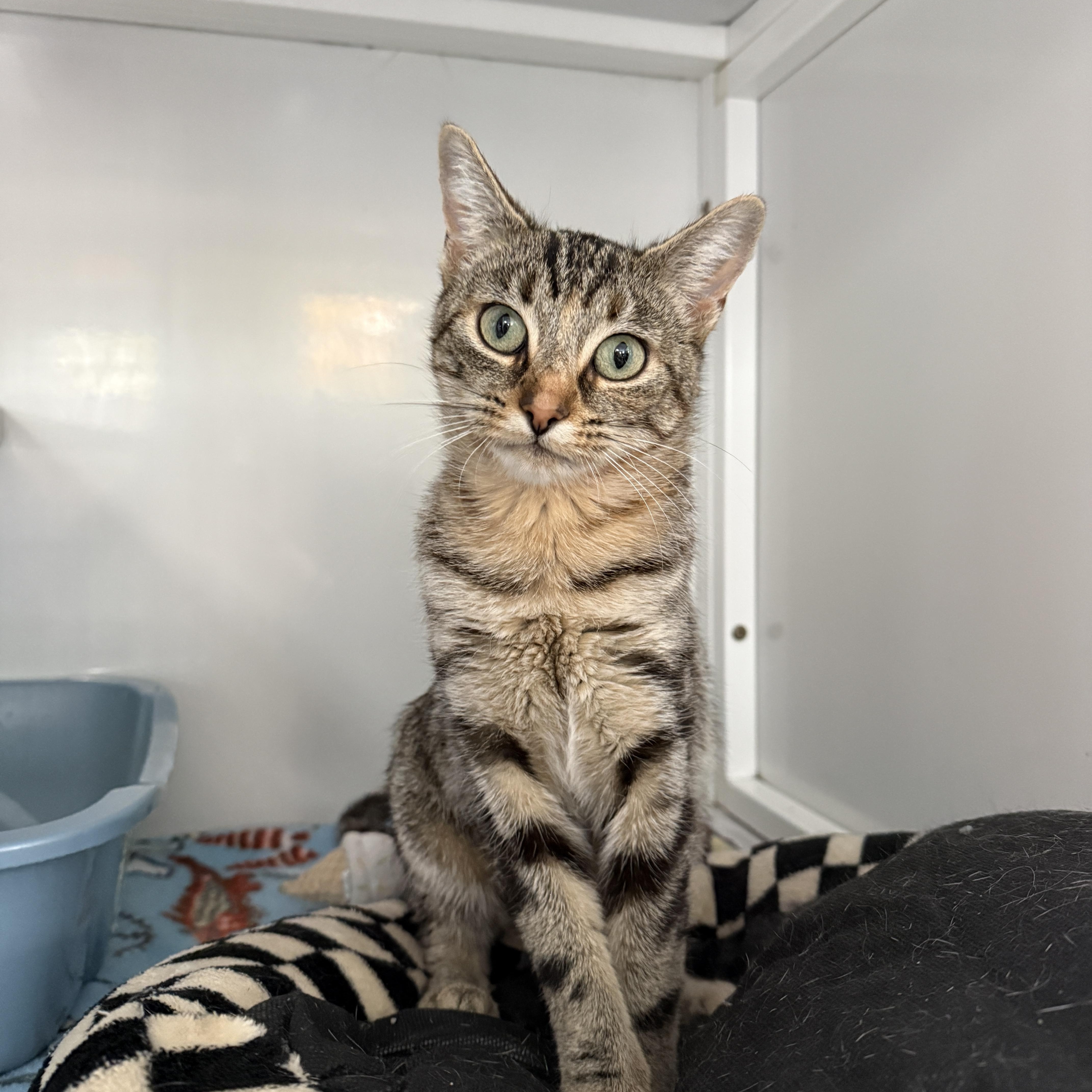 A young large-sized female Domestic Short Hair cat named Diamond for adoption in Oconto, WI
