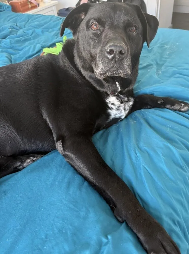 An adult large-sized male Labrador Retriever dog named Remy for adoption in Dallas, TX