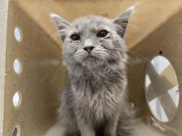 A baby small-sized male Domestic Long Hair cat named Mcflurry for adoption in Kent, WA