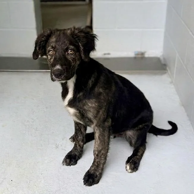 A baby small-sized female Black Schnauzer dog named Sunshine for adoption in Bastrop, TX