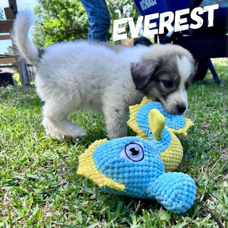 A baby large-sized male White / Cream Great Pyrenees dog named Denali  Yukon & for adoption in Houston, TX