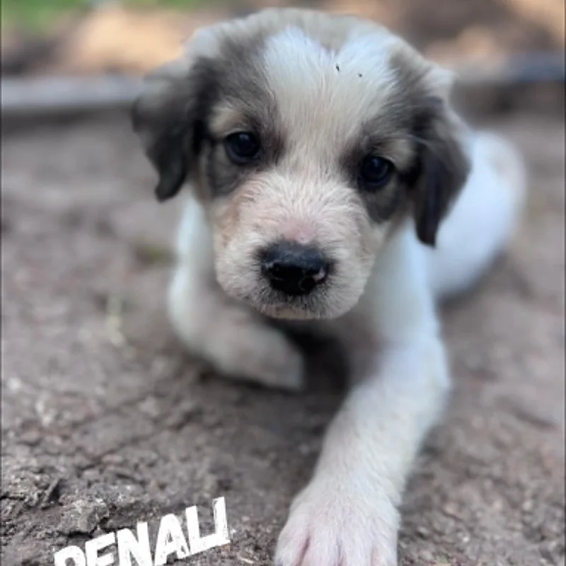 Denali  Yukon & thumbnail 2