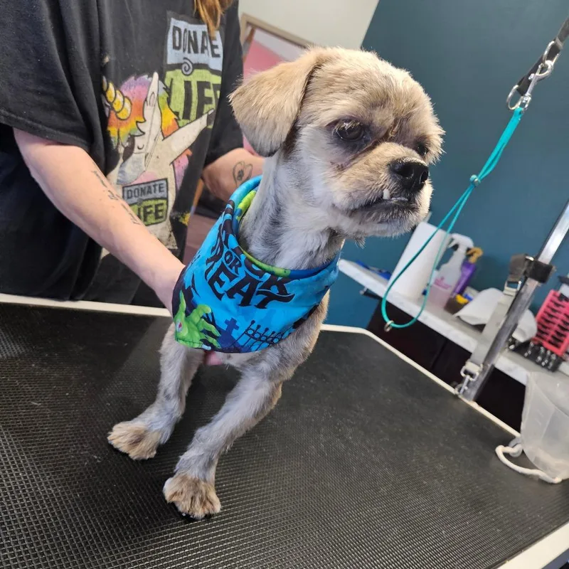 An adult small-sized male Shih Tzu dog named Jerry for adoption in Tomah, WI