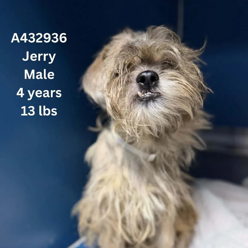 Jerry thumbnail 2
