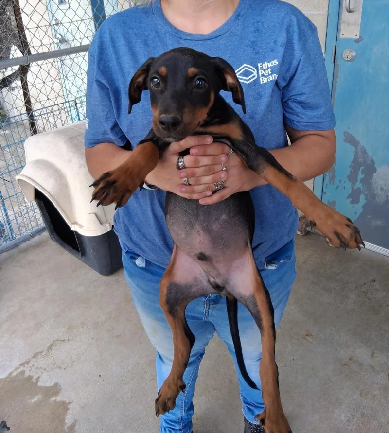 A baby large-sized male Doberman Pinscher dog named Alexander for adoption in Brownwood, TX