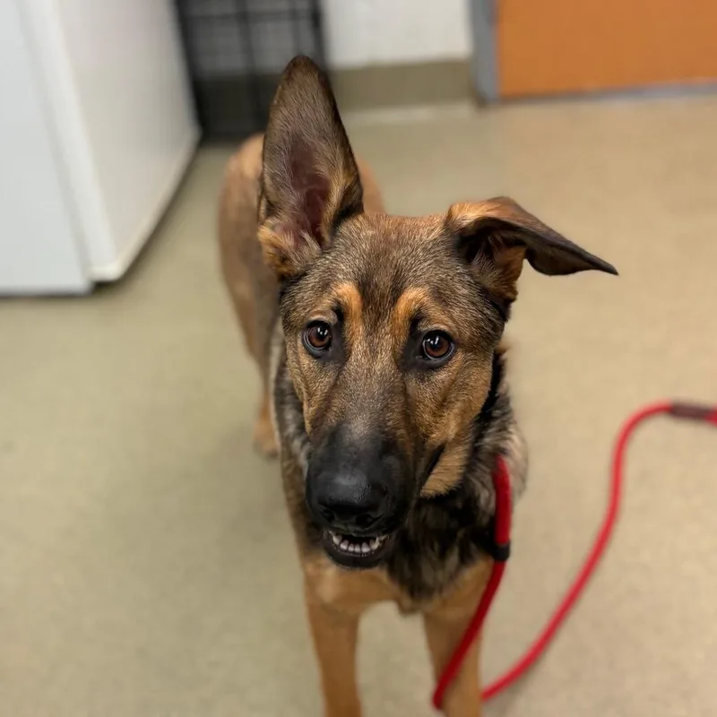 An adult medium-sized male Yellow / Tan / Blond / Fawn Shepherd dog named Perry for adoption in Birdsboro, PA
