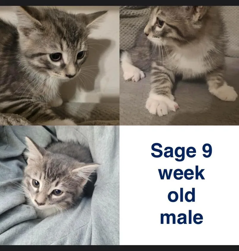 A baby medium-sized male Domestic Short Hair cat named Sage for adoption in Mustang, OK