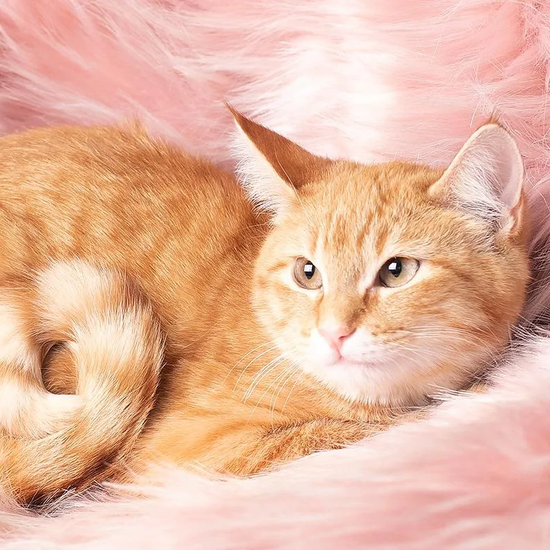 Peppermint Patty thumbnail 2