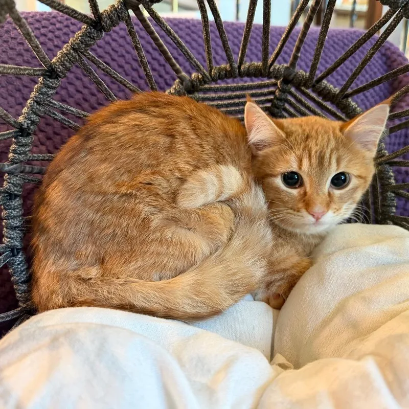 Peppermint Patty thumbnail 3