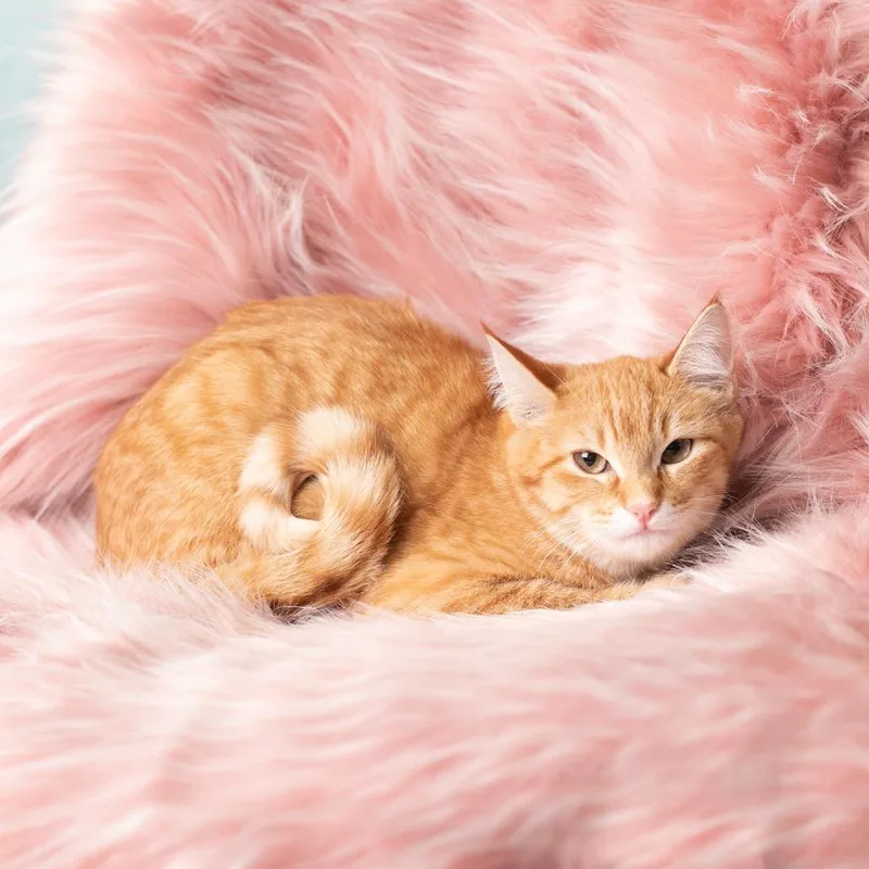 Peppermint Patty thumbnail 5