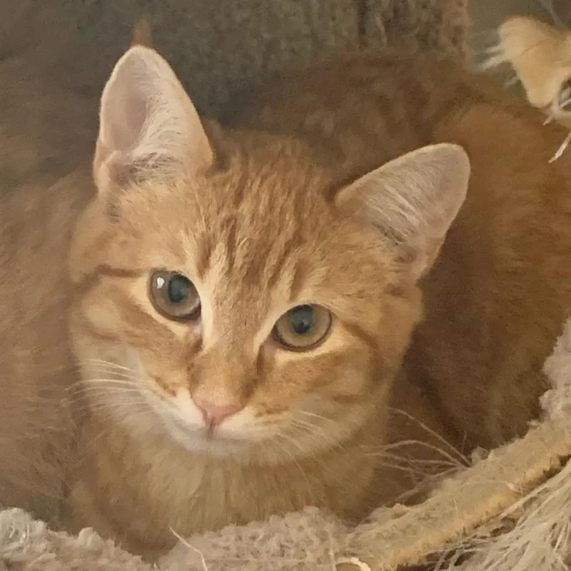 Peppermint Patty thumbnail 6