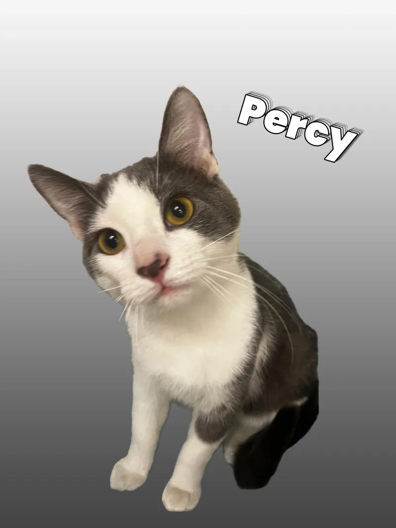 Percy