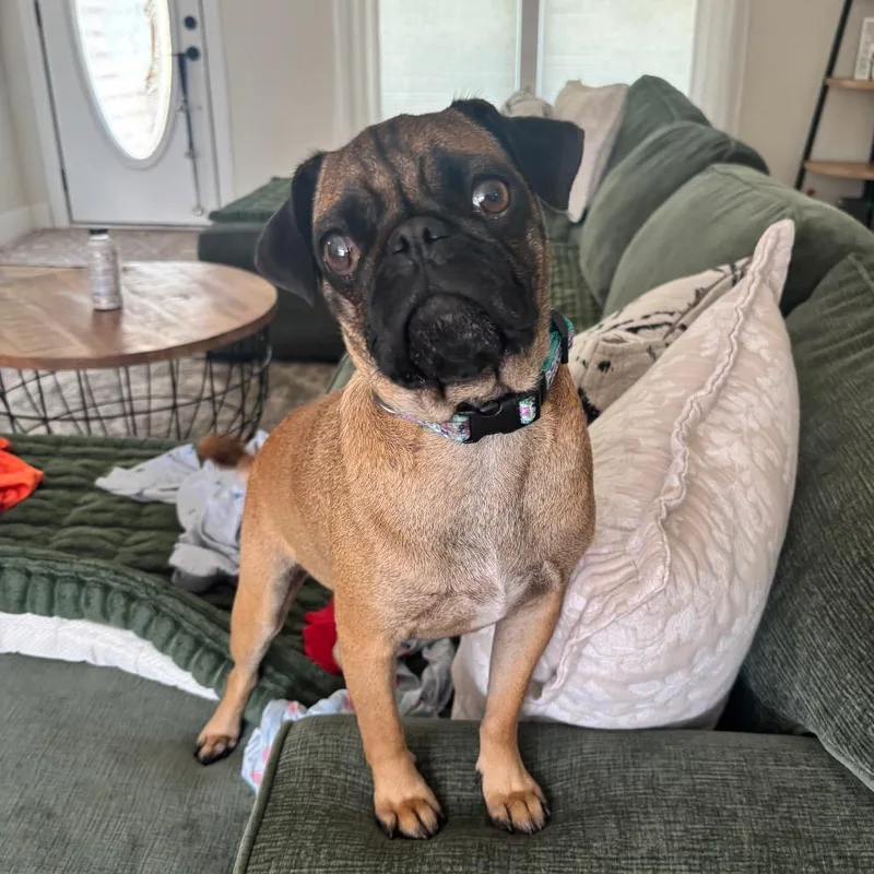 An adult small-sized female Brown / Chocolate Pug dog named Dolly for adoption in Pittsburg, KS