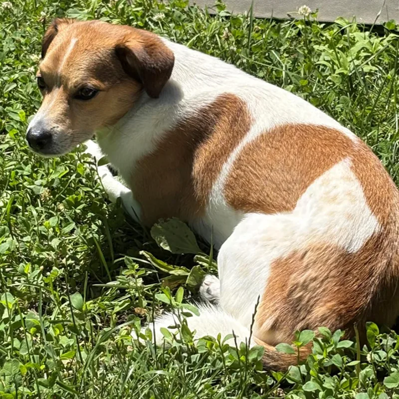 An adult small-sized female White / Cream Jack Russell Terrier dog named Lucky for adoption in Dayton, OH