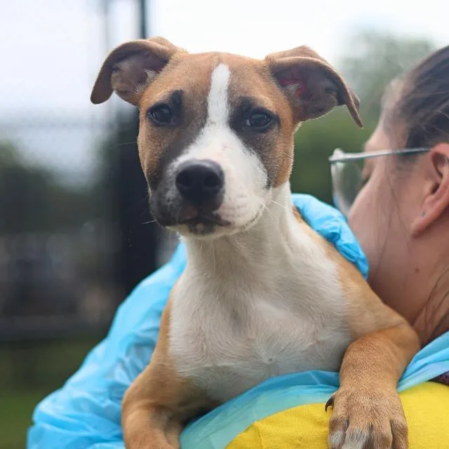 A baby small-sized female American Staffordshire Terrier dog named Tulip for adoption in San Antonio, TX