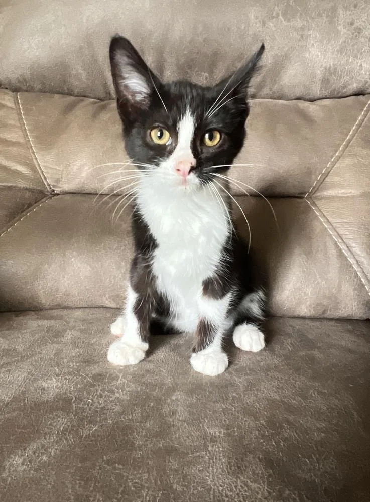 A baby small-sized female Black & White / Tuxedo Domestic Short Hair cat named Karson for adoption in Rochester, IN