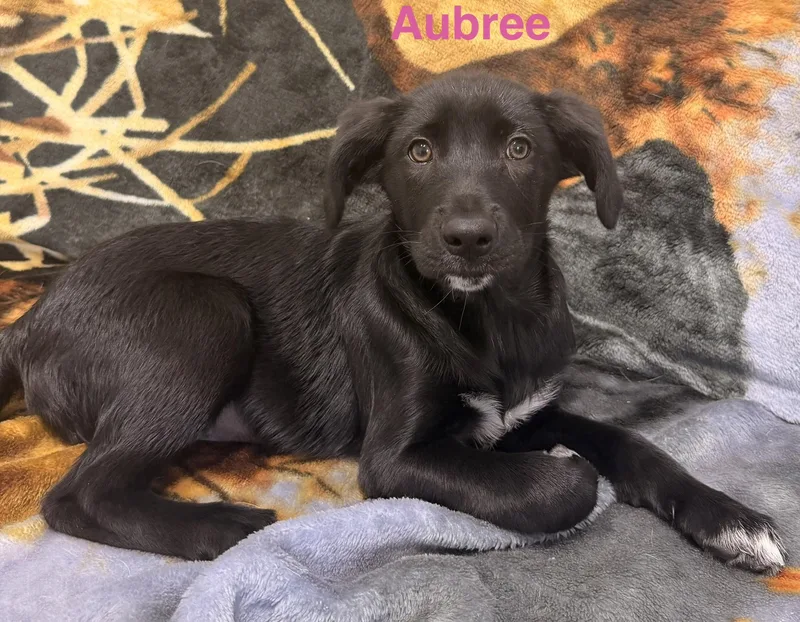 Aubree