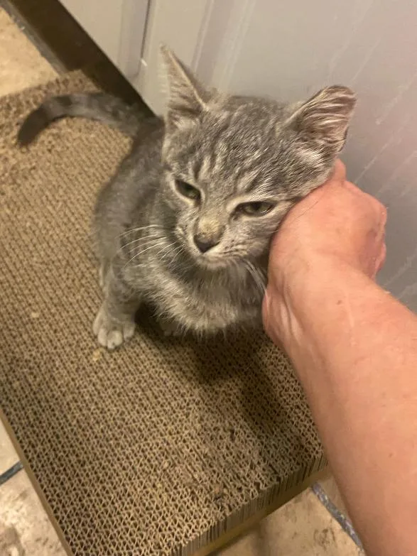 A baby medium-sized female Brown / Chocolate Tabby cat named Jolene for adoption in Lambertville, NJ