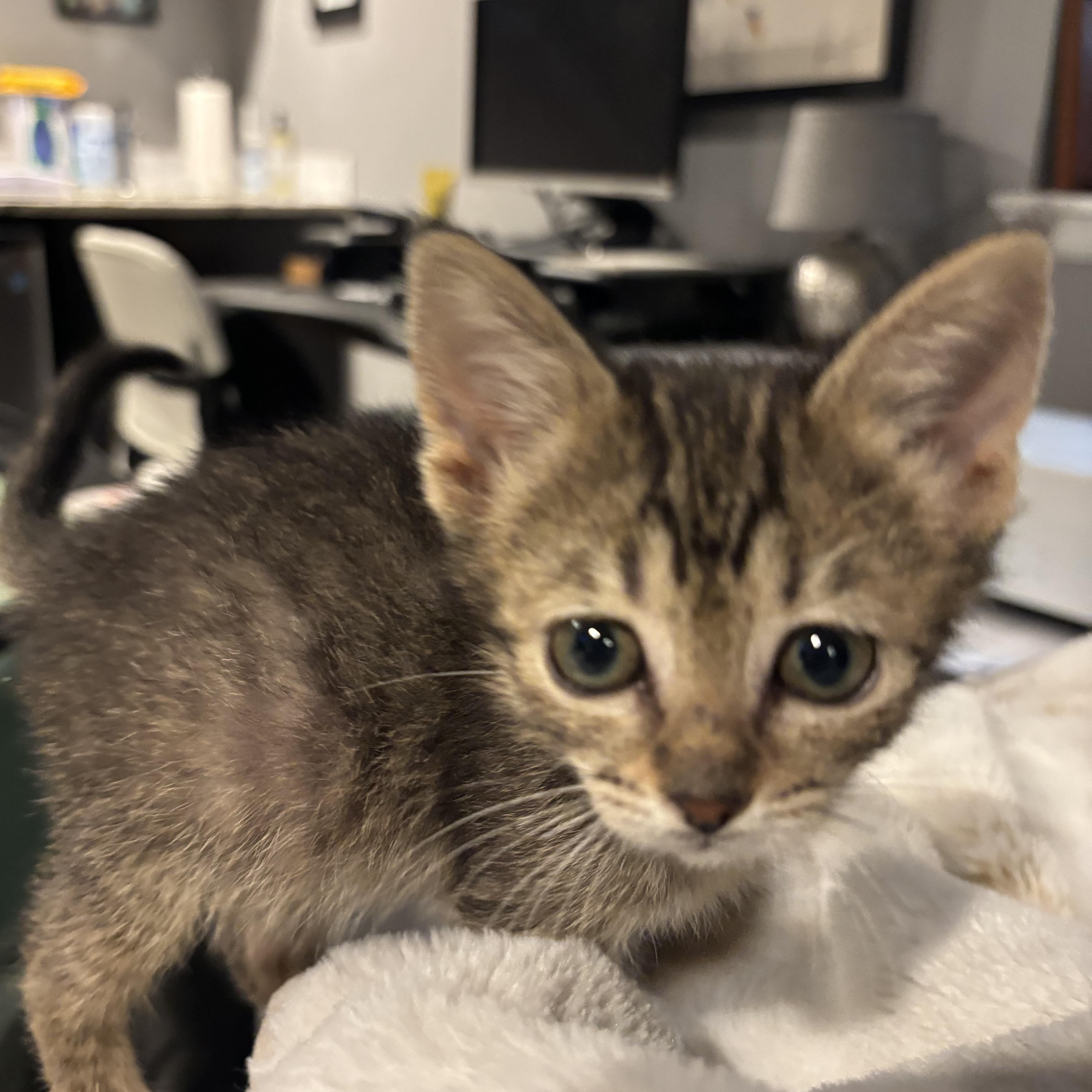 A baby small-sized female Black Domestic Short Hair cat named Tai Treece for adoption in Morrison, CO