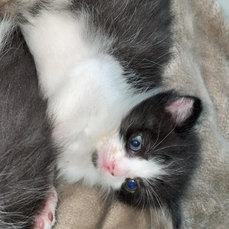 A baby small-sized male Brown / Chocolate Domestic Short Hair cat named Pinocchio for adoption in Chapel Hill, NC