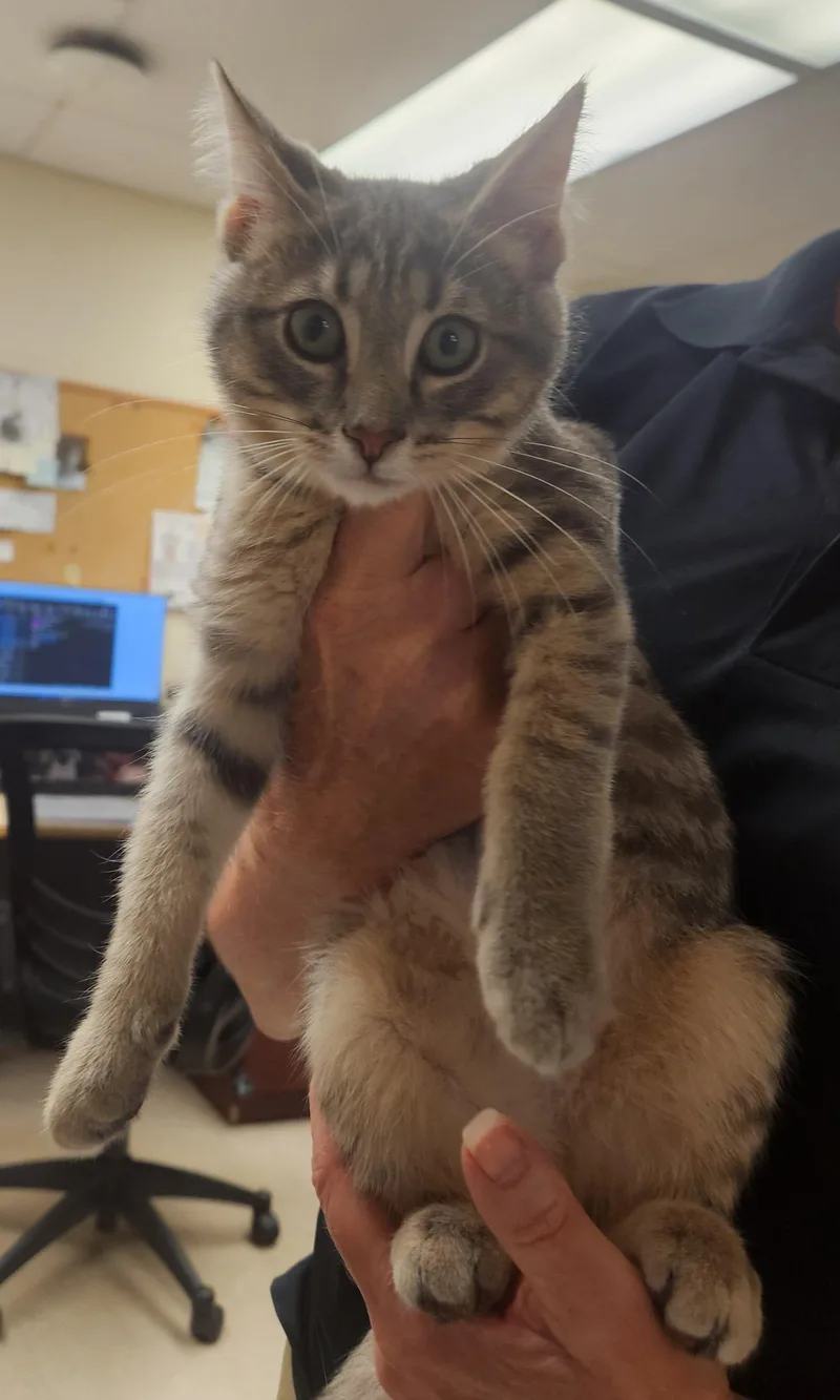 A baby medium-sized male Tabby (Gray / Blue / Silver) Domestic Short Hair cat named Stitch for adoption in Clayton, NJ
